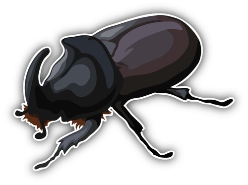 Rhinoceros beetle car bumper - rhinoceros,