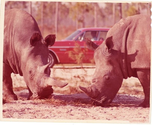 Animals are beautiful people - are,