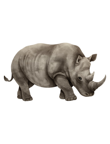 Car sticker rhino - 5,