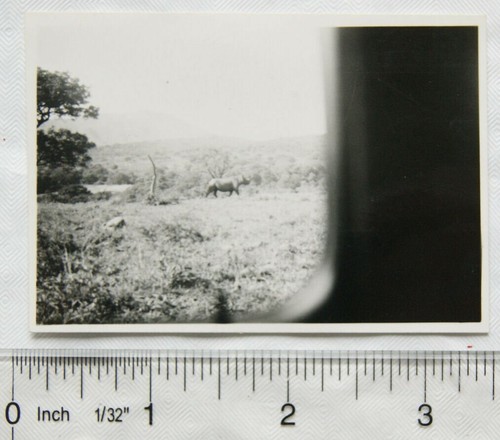 Original photo the rhino - photo,