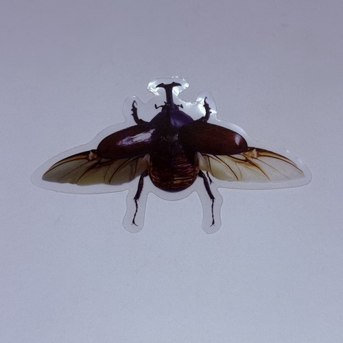 Rhinoceros beetle sticker - rhinoceros,